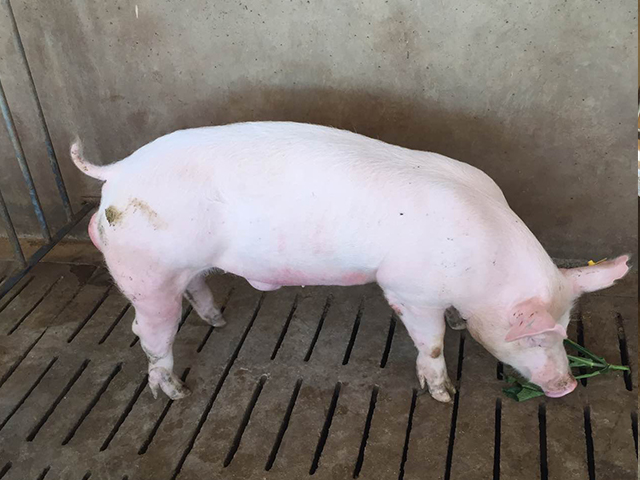 丹系长白猪饲养管理